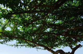 Surfing in Costa Rica