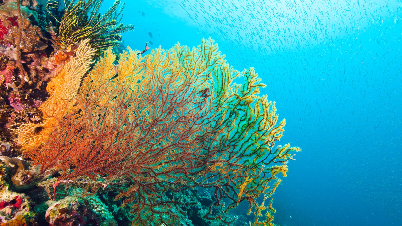 the best places to scuba dive in the world