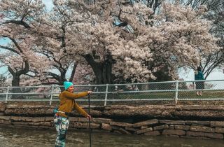 dc cherry blossom paddling