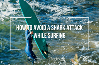 how to avoid a shark attack while surfing