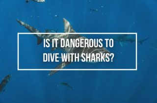 Is It Dangerous To Dive With Sharks?