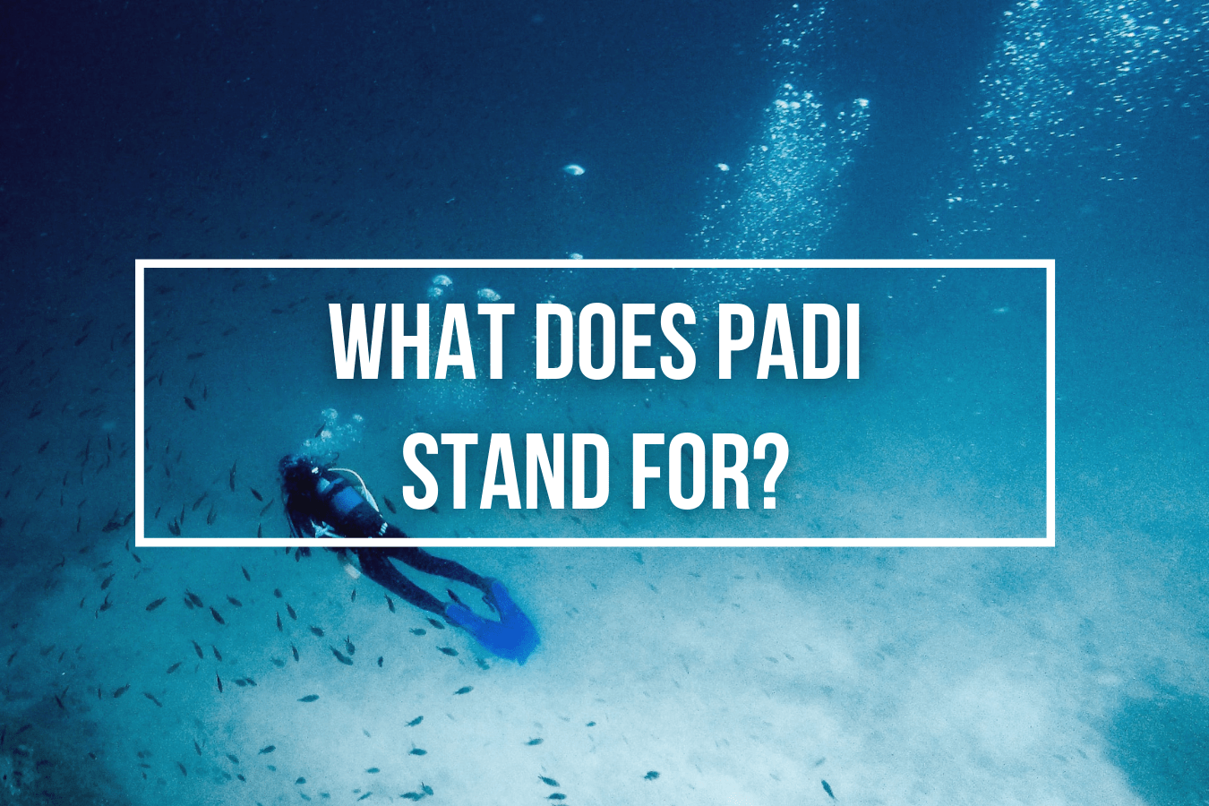 What Does PADI Stand For? - Wetsuit Wearhouse Blog