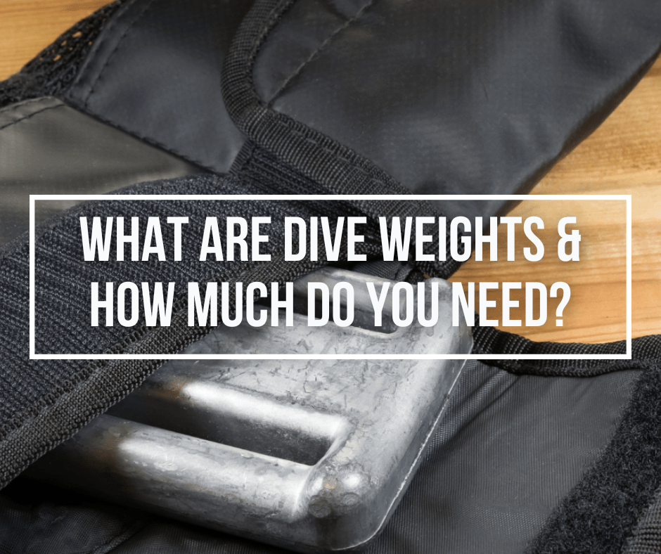 What Are Dive Weights & How Much Do I Need? Wetsuit Wearhouse Blog