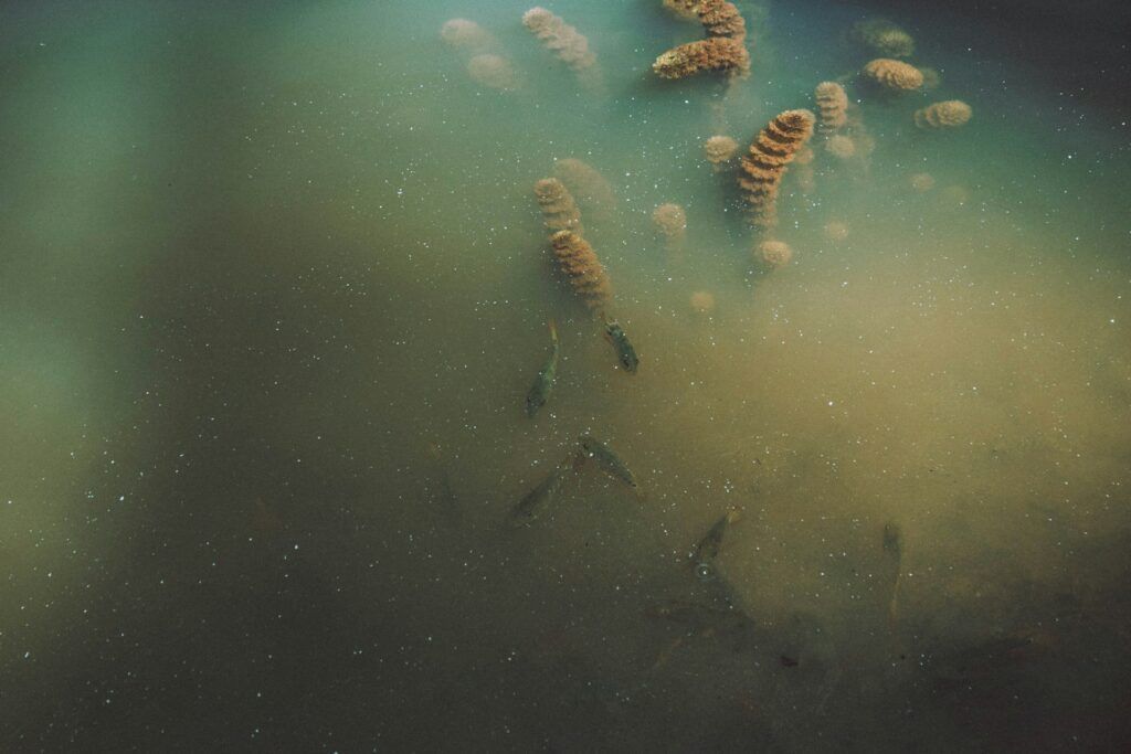 contaminated water diving
